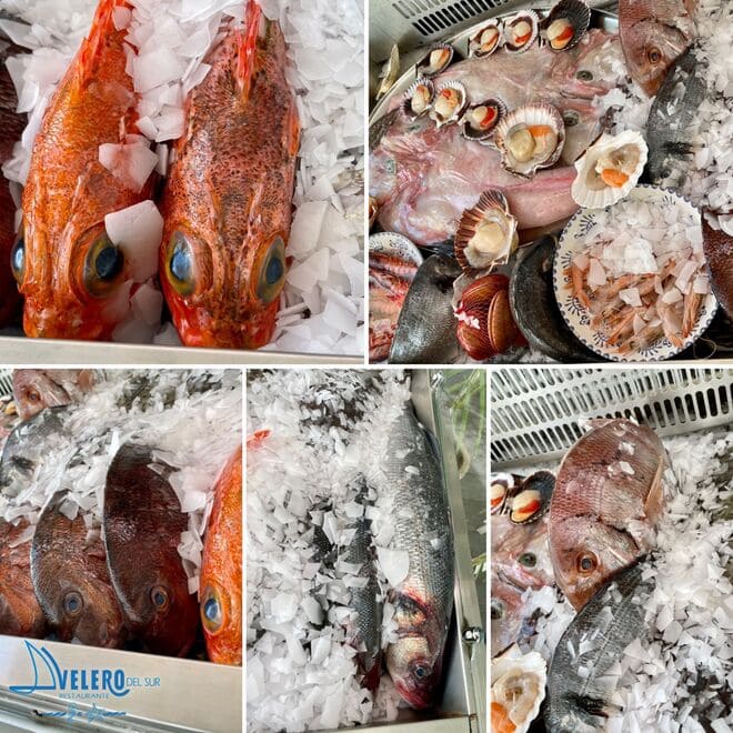 collage con fotos de pescado fresco